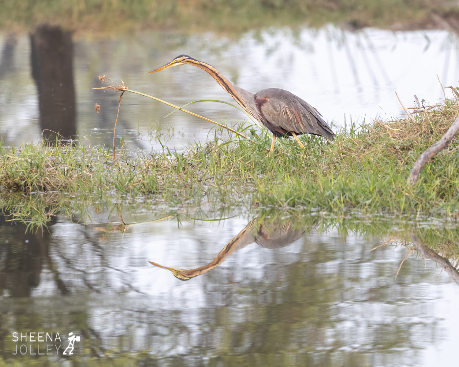 Purple Heron.jpg - India